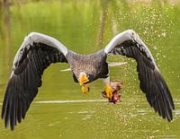 Stellerscher Seeadler im Flug