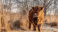Scottish Highlander in winter environment