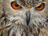 Je sais ce que vous pensez.