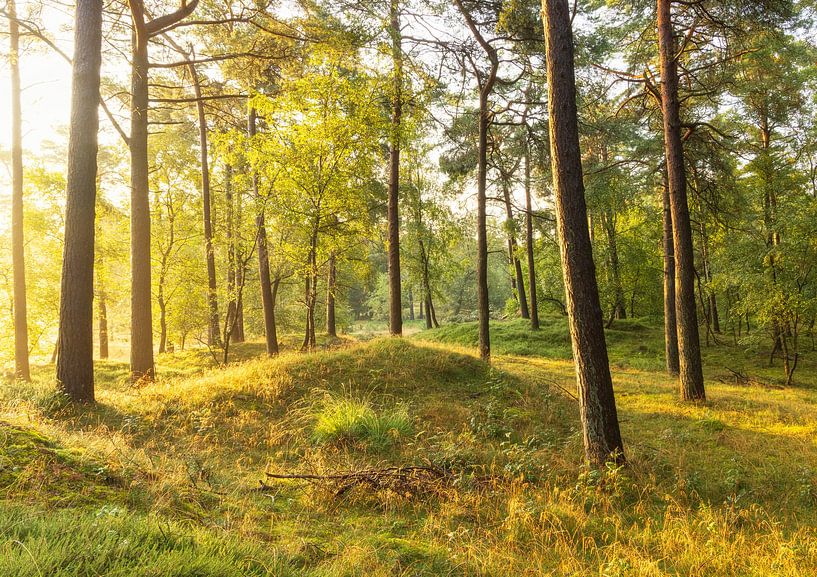 Sonnenaufgang Dwingelderveld (Drenthe) von Marcel Kerdijk