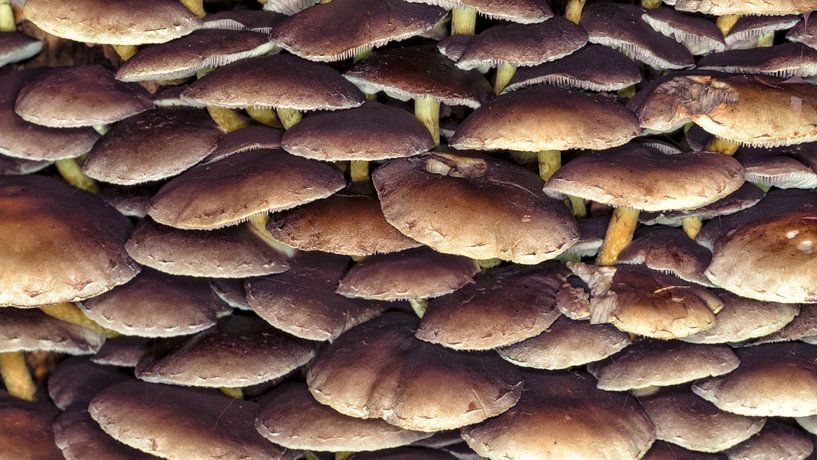 Opzij, opzij, opzij van Jan van der Knaap