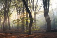 Les harpes solaires en automne dans le Speulderbos