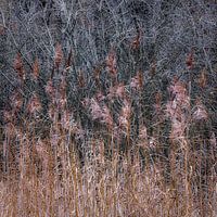 La simplicité du roseau