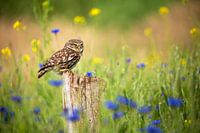 Steinkauz zwischen den Kornblumen