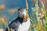 Papageientaucher Schottland