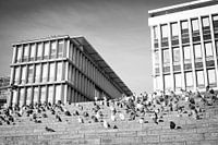 Eine Gruppe von Tauben vor dem Gemeindeamt in Maastricht