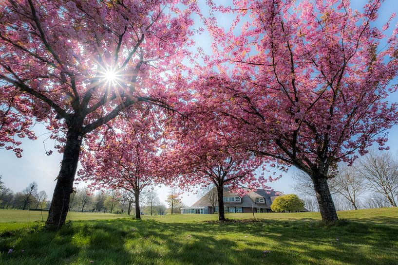 Japanse sierkers 04 par Moetwil en van Dijk - Fotografie