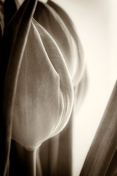 Bulbes de tulipe en noir et blanc puissant par Humphry Jacobs