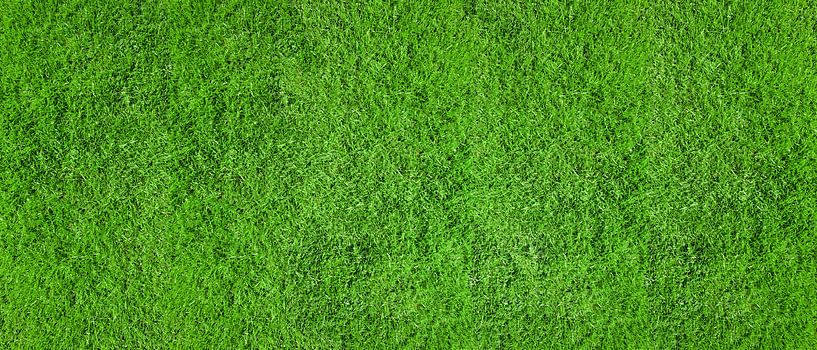 Le gazon vert par Günter Albers