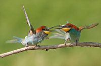 Ruzie makende Bijeneters