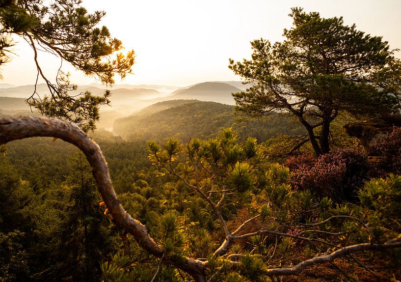 Germany pine forest lookout - fog mood - by Jiri Viehmann