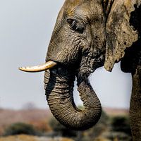 Elefant in Afrika