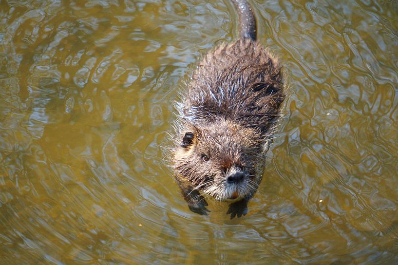 the picture shows wild living nutria by Babetts Bildergalerie