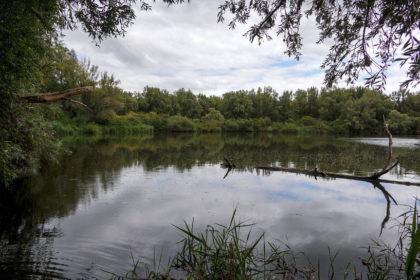 Oostvaardersplassen par Edwin Butter