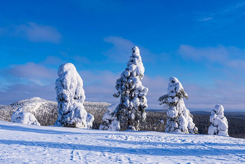 Landschaft mit Schnee im Winter in Ruka, Finnland von Rico Ködder