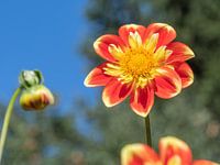 Aufgehende Dahlie in der Sonne