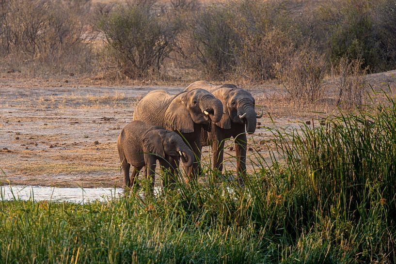 Afrikanische Elefanten trinken Wasser während einer warmen Abendröte in Simbabwe von mitevisuals