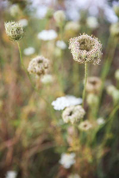 Field flowers! by Yvette Baur