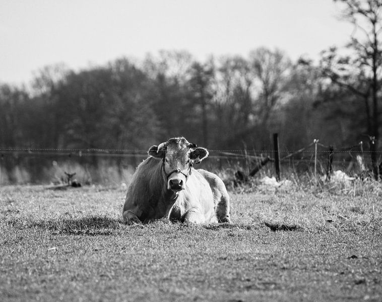 Portrait Limousin Beef in Overijssel black and white by M.D. Jonk-Kwantes