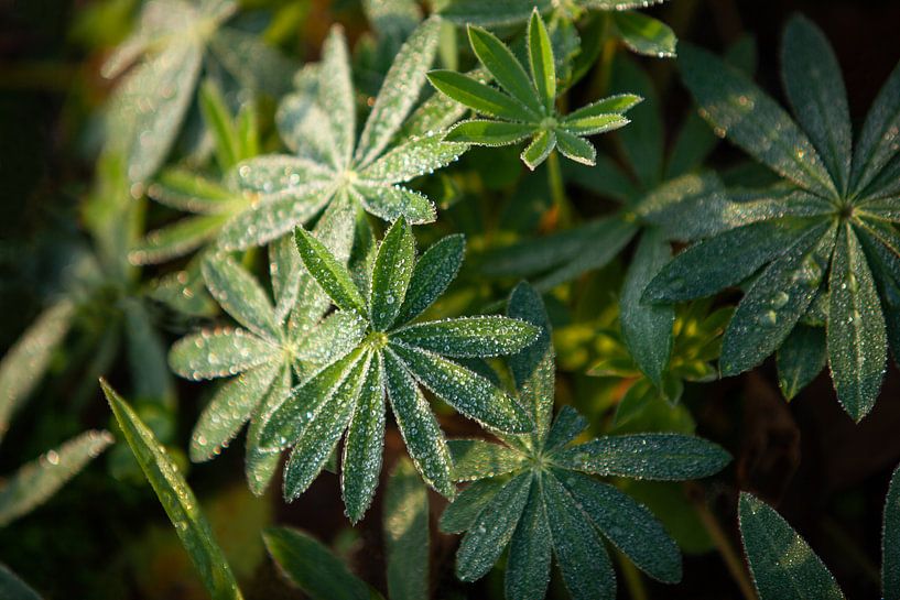 Lupin by Special Moments MvL