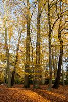 Herbst im Park von Middelheim