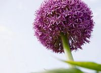 Allium / ornamental