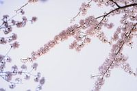 Bloesemtuin Amstelveen