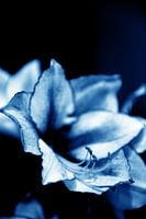 Amaryllis 15 - drame