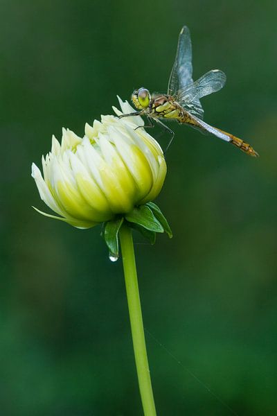 Steenrode Heidelibel op bloem van Jeroen Stel