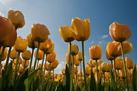 Yellow tulips
