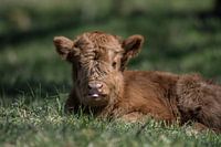 Tongue protruding Scottish Highlander