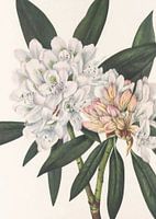 Rosebay Rhododendron Van Noord-Amerikaanse Wildebloemen (1925) Door Mary Vaux Walcott.