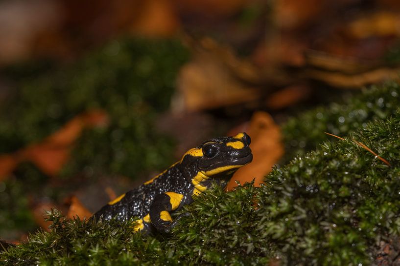 Feuersalamander von Sven Scraeyen