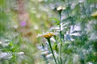 Flowers photographed with vintage lens