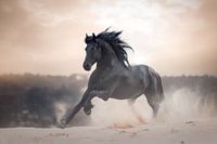 Friesian stallion in gallop | horse photography
