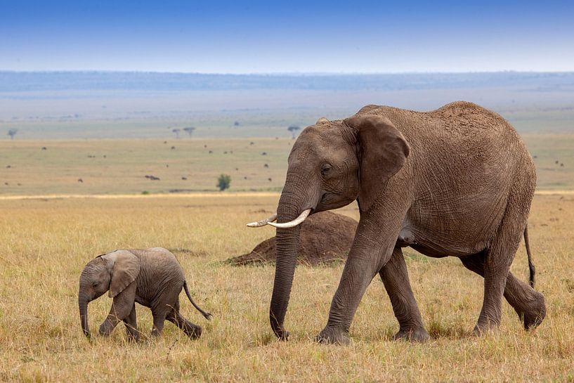 Mama mit Babyelefant von Peter Michel