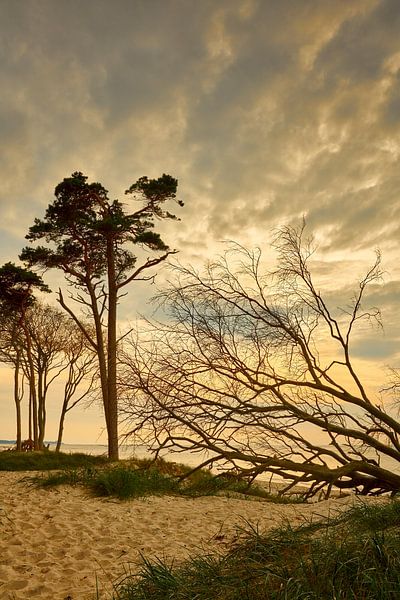 L'ambiance du soir au Darss sur la plage ouest par Reiner Würz / RWFotoArt