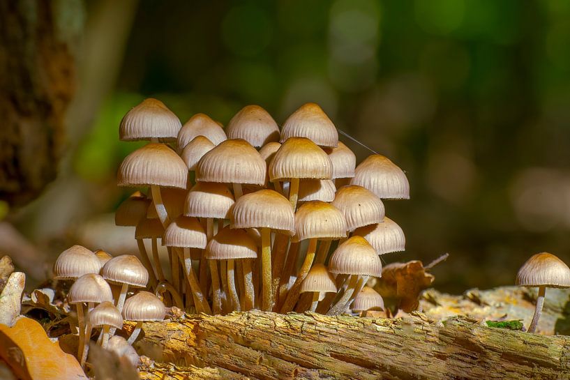 Pilze wachsen auf einem Baumstamm in einem Laubwald im Herbst von Mario Plechaty Photography