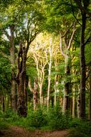 The sun rises in nature reserve Bikbergen near Huizen