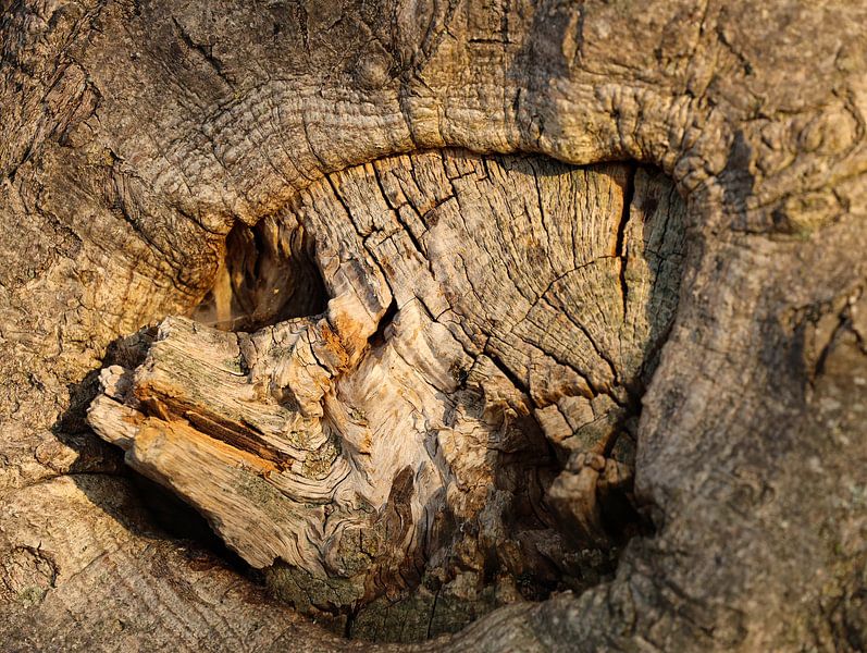 Baumstamm von Marieke Funke