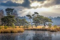 Morgenstimmung Beegderheide