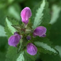 Natural plant purple