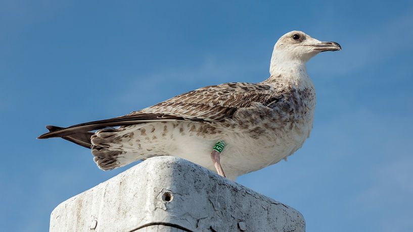 Heringsmöwe von Jan van der Knaap