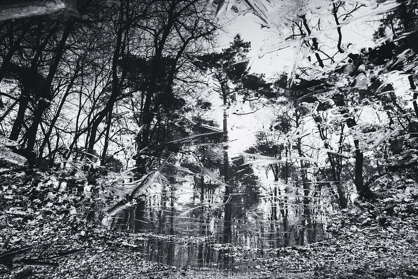 Black and white photo of trees in frozen pond by Paul van Putten