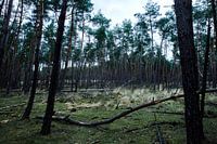 Deelerwoud, Veluwe Gelderland