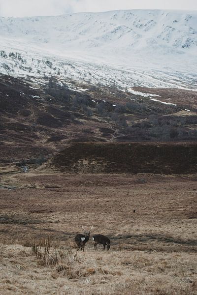 Zika deer in the Cairngorms by Paulien van der Werf