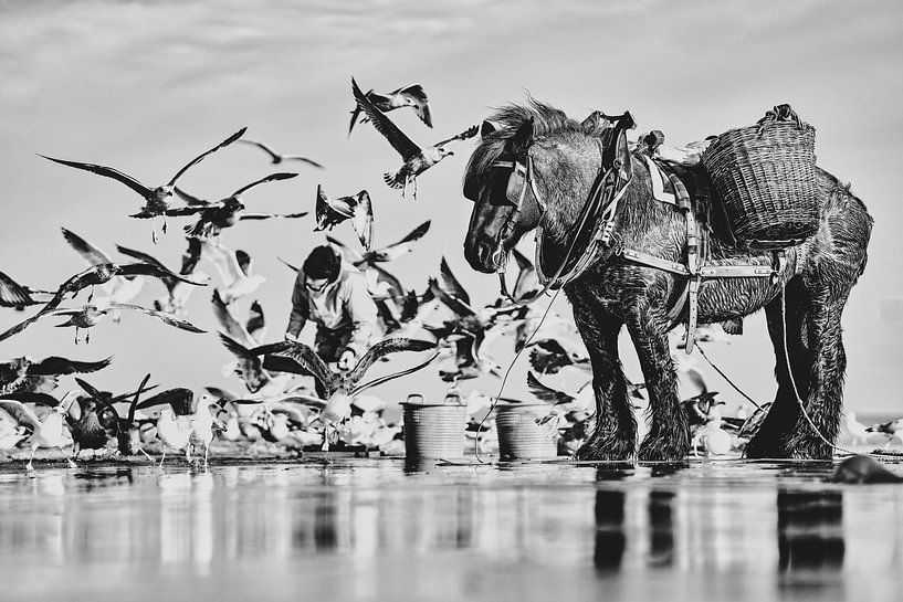 Krabbenfischer auf dem Pferderücken in hohem Kontrast von Rik Verslype
