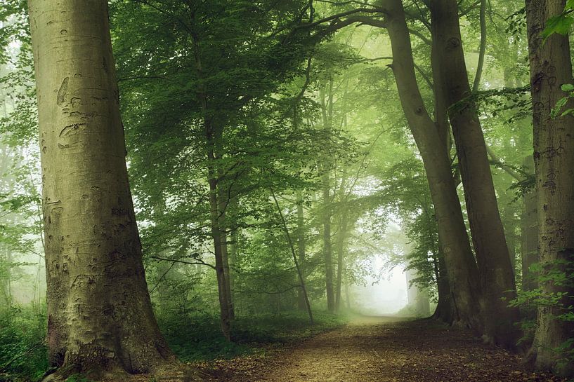 Nebliger Morgen in den Niederlanden von Kees van Dongen