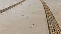 Traces de roues sur la plage, Bergen aan Zee, Pays-Bas