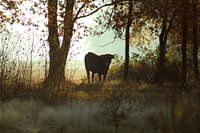 Tauros im Morgenlicht